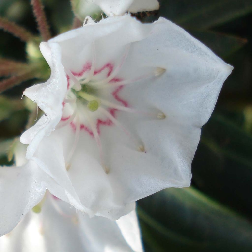 Kalmia latifolia Elf - Alloro di montagna