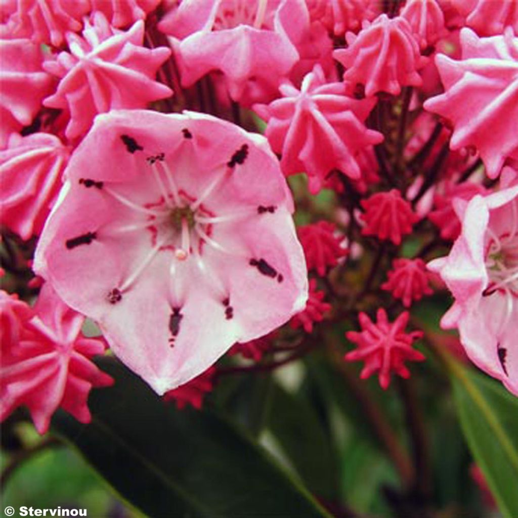 Kalmia latifolia Ewa - Alloro di montagna