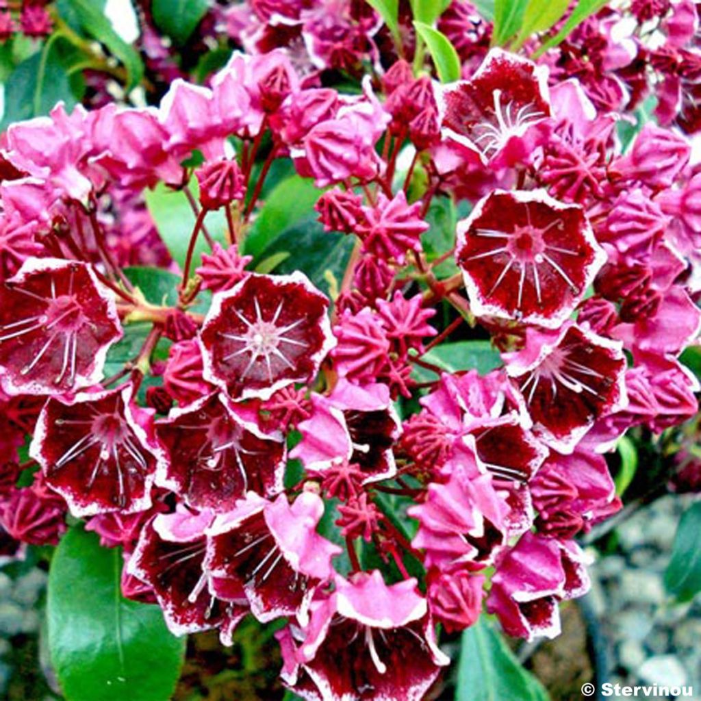 Kalmia latifolia Heart's Desire - Laurier des montagnes rouge-canelle à centre et bords blancs