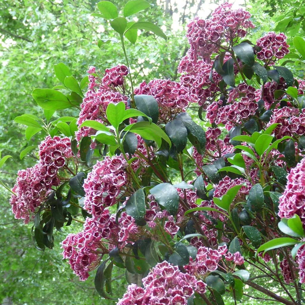 Kalmia latifolia Keepsake - Alloro di montagna