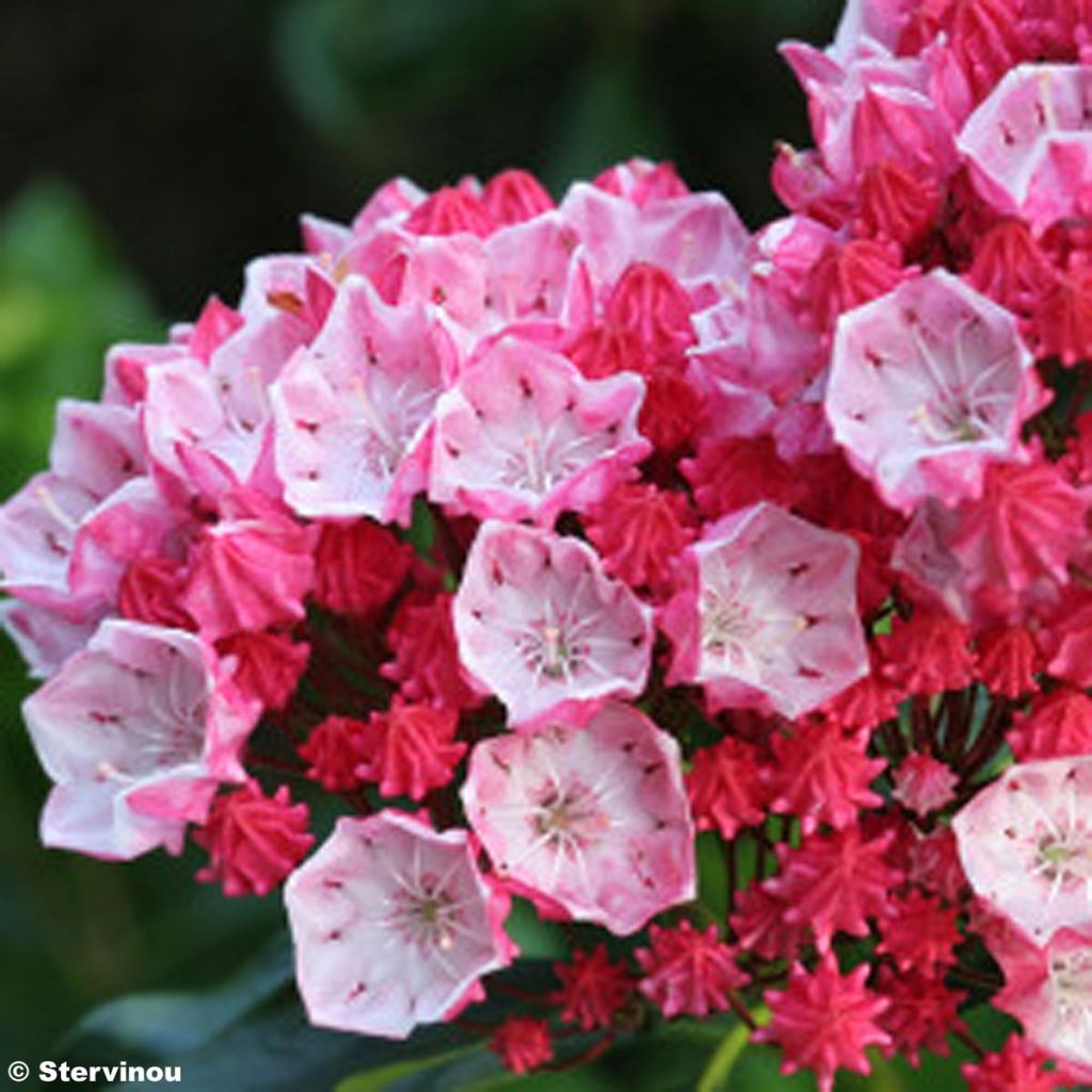 Kalmia latifolia Olympic Fire - Alloro di montagna