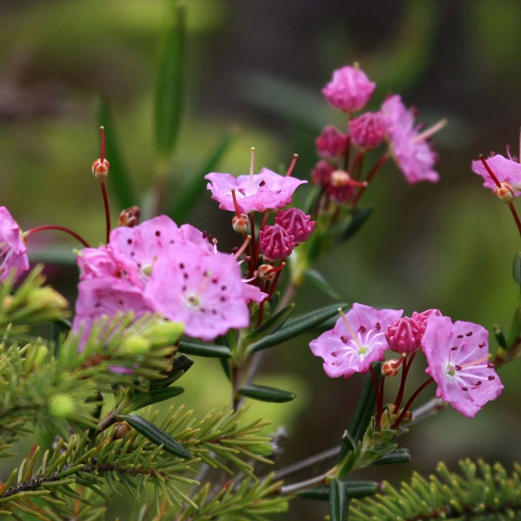 Kalmia polifolia - Kalmia à feuilles d'andromède