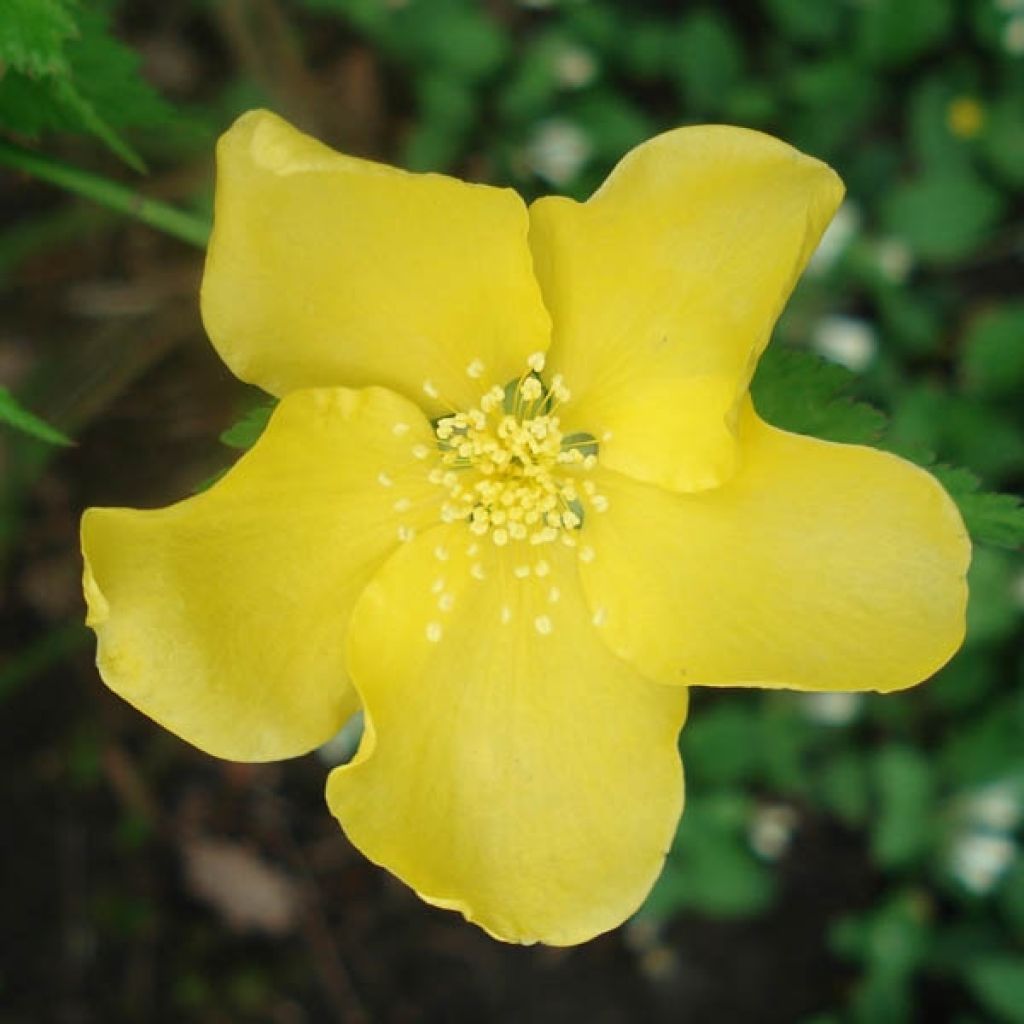 Kerria japonica Golden Guinea