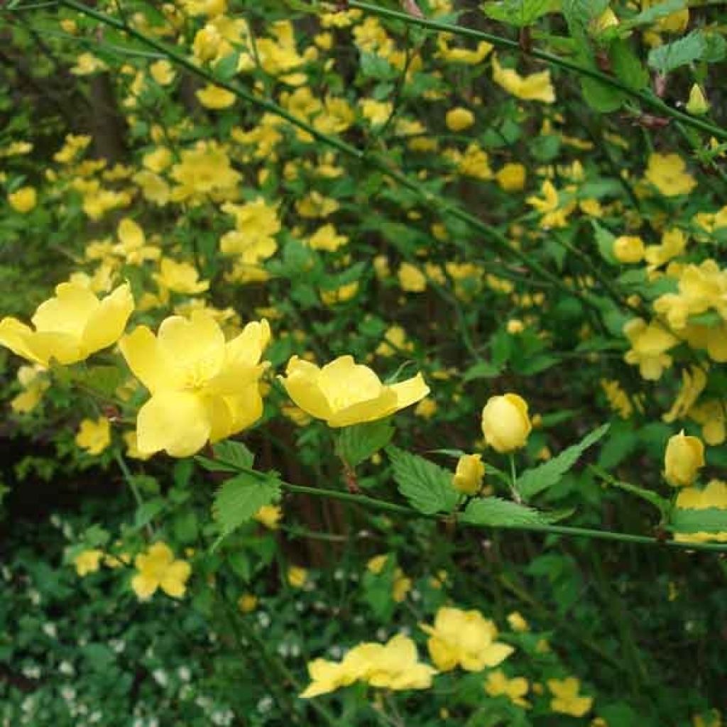 Kerria japonica Golden Guinea