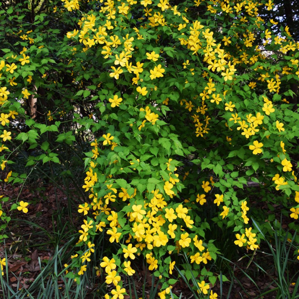 Kerria japonica Golden Guinea