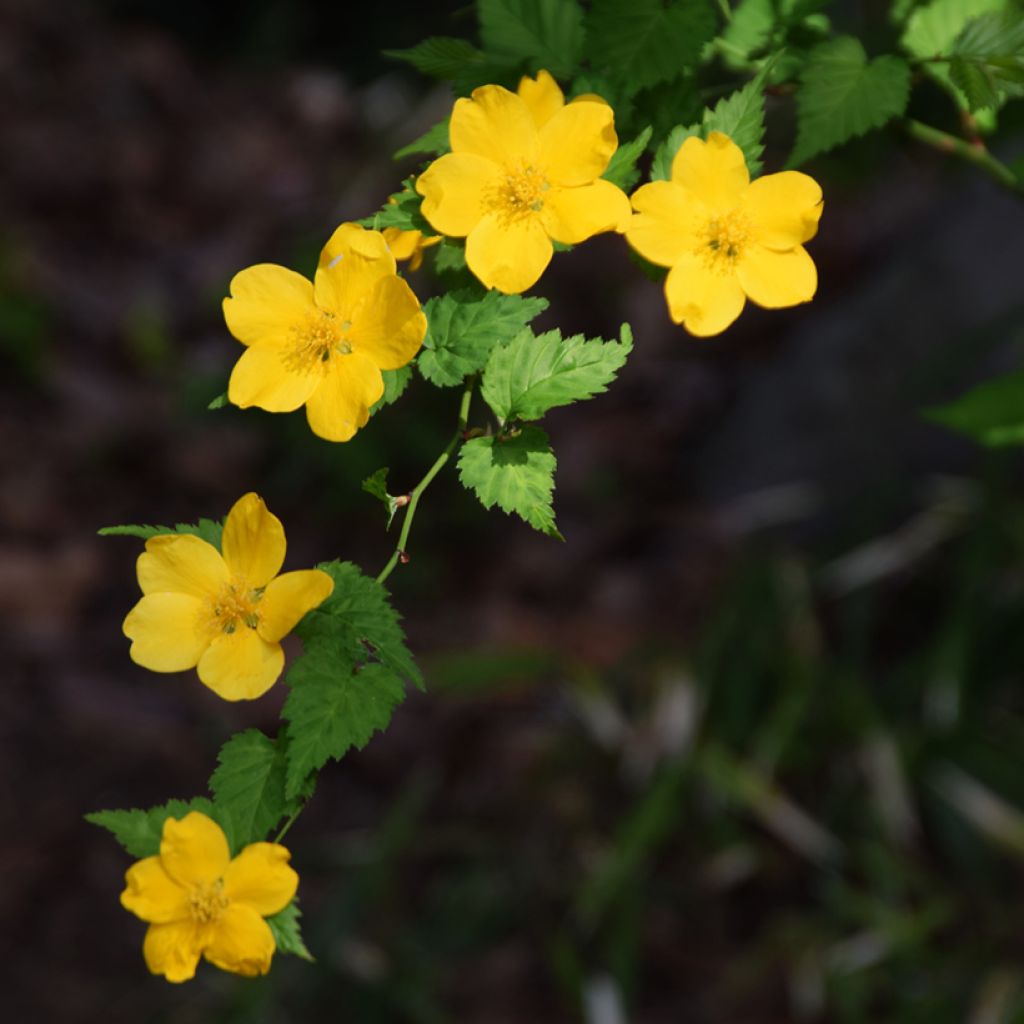 Kerria japonica Golden Guinea