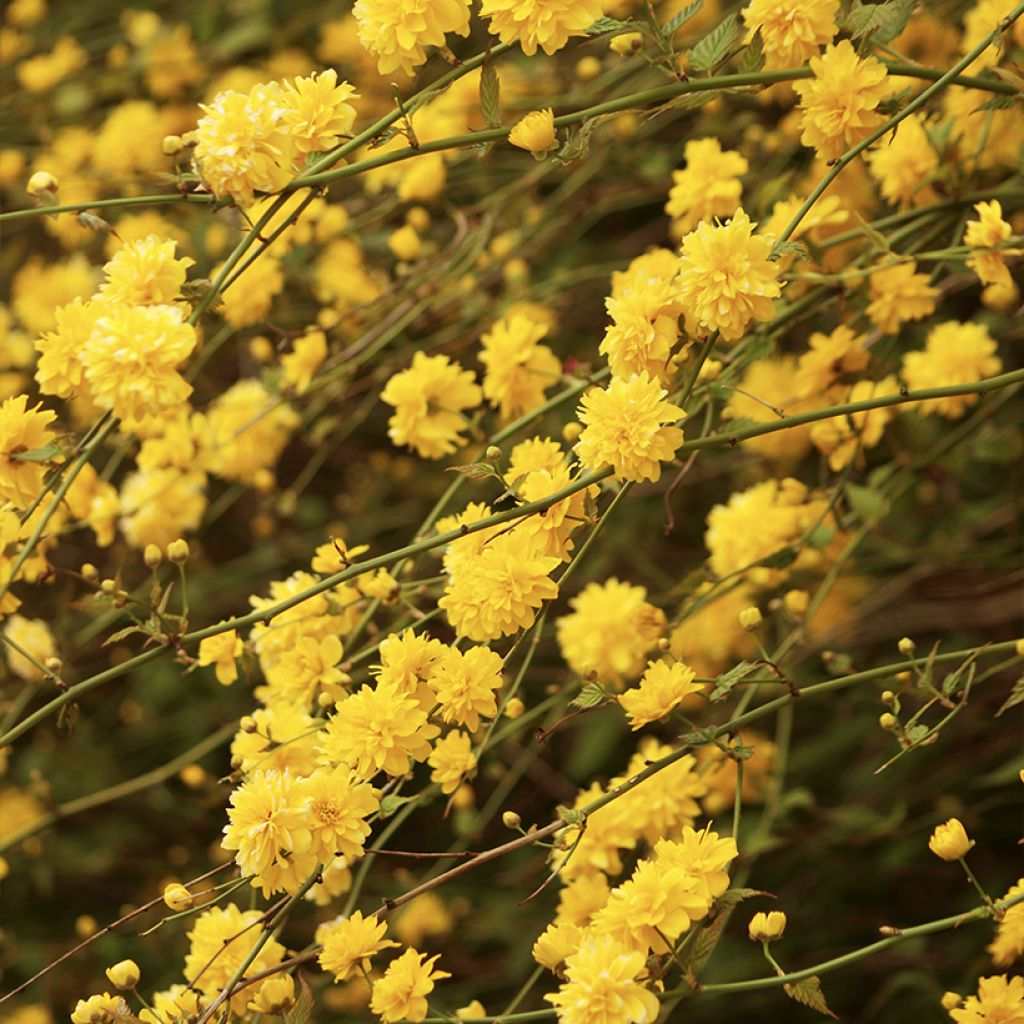 Kerria japonica Pleniflora