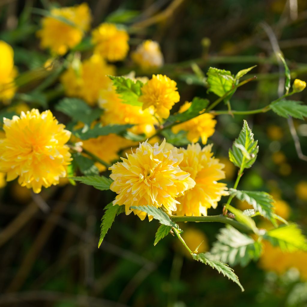 Kerria japonica Pleniflora