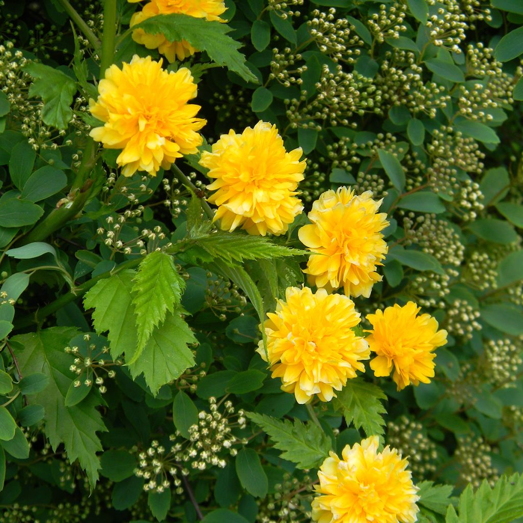 Kerria japonica Pleniflora