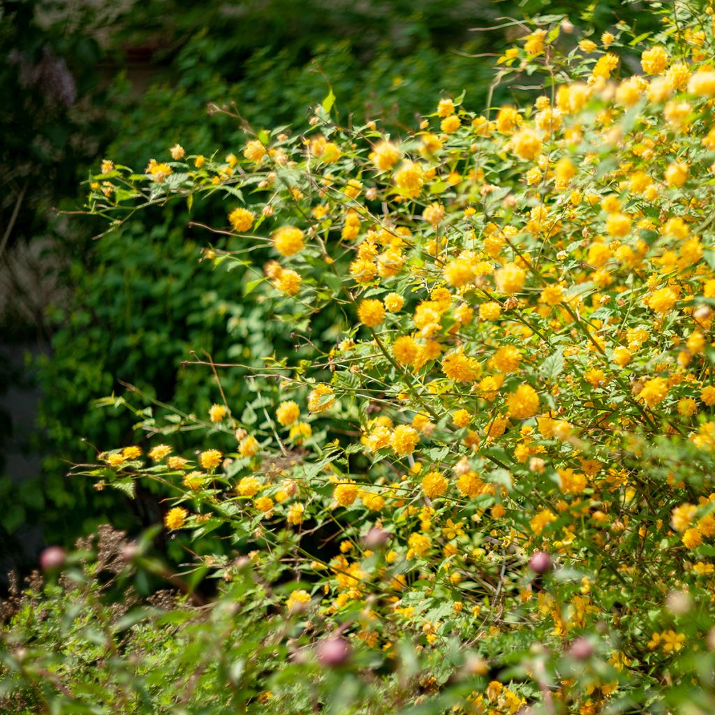 Kerria japonica Pleniflora