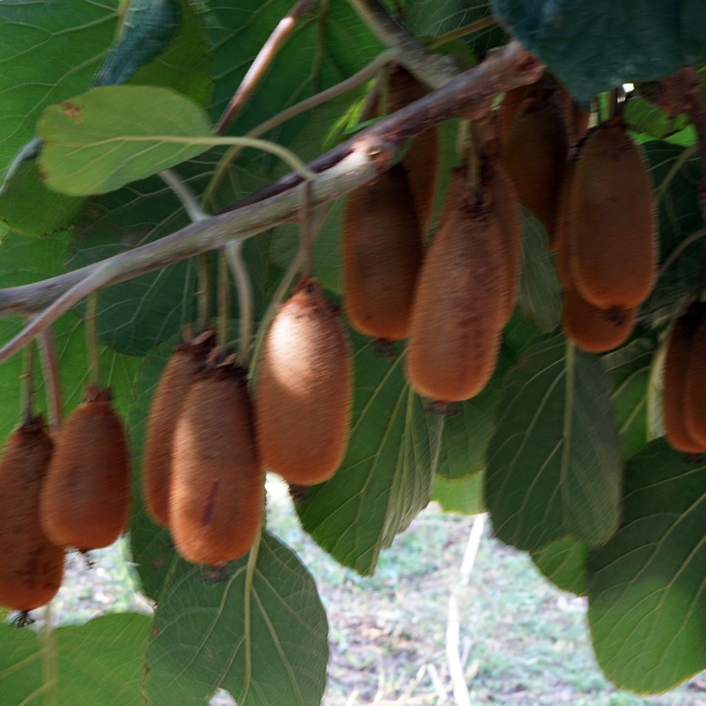 Kiwi femelle - Actinidia chinensis Bruno