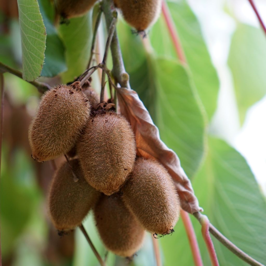 Kiwi Actinidia deliciosa Kiwidoo (feminna)