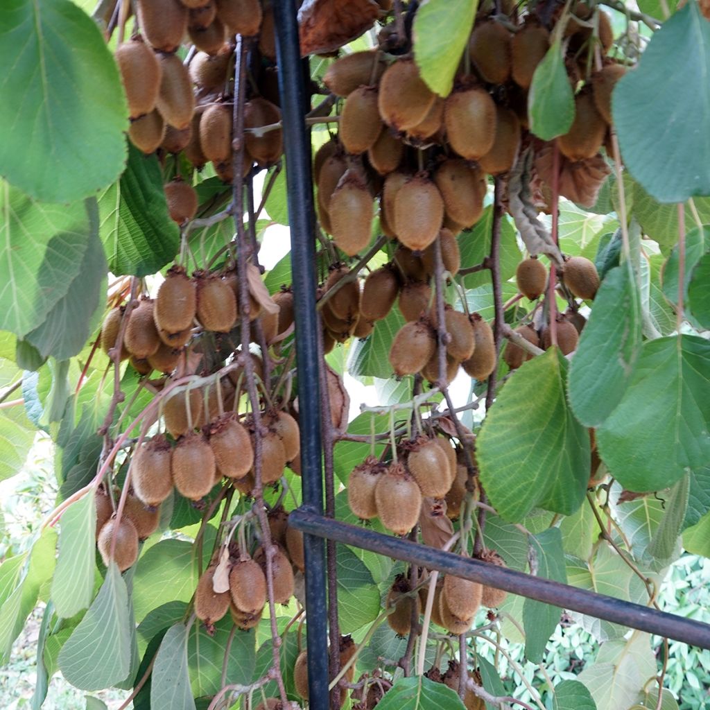 Kiwi Actinidia deliciosa Kiwidoo (feminna)