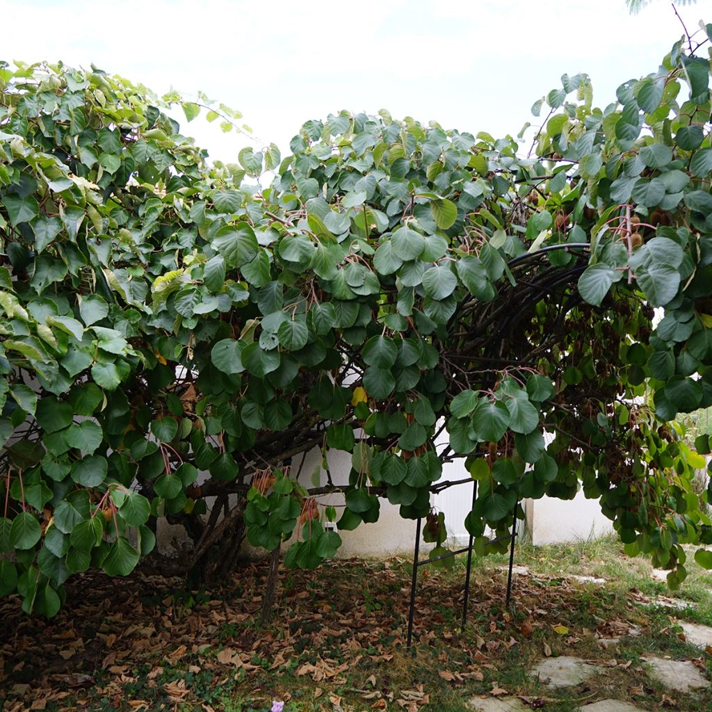 Kiwi Actinidia deliciosa Kiwidoo (feminna)