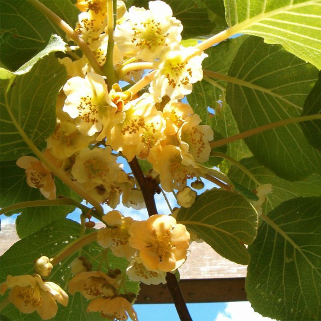 Kiwi Golden Delight (femelle) - Actinidia chinensis