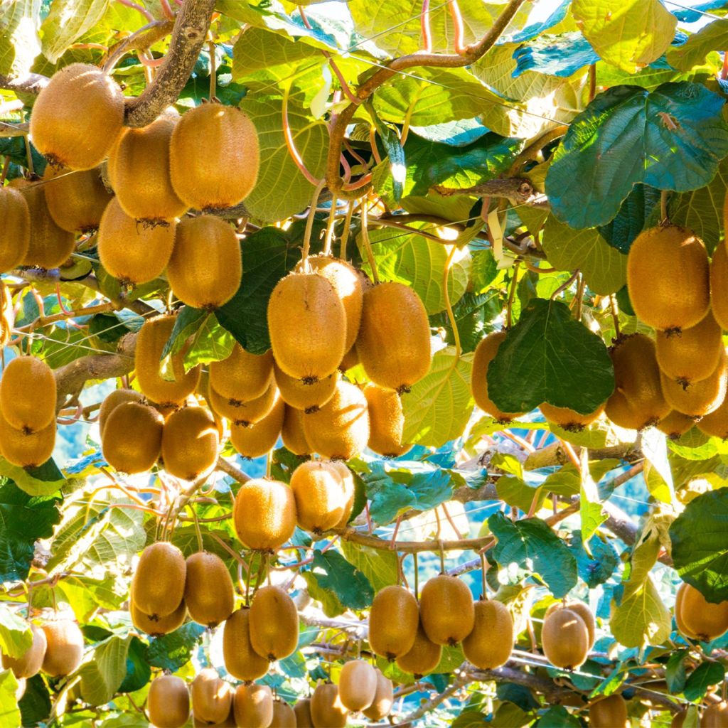 Kiwi Montcap - Actinidia deliciosa