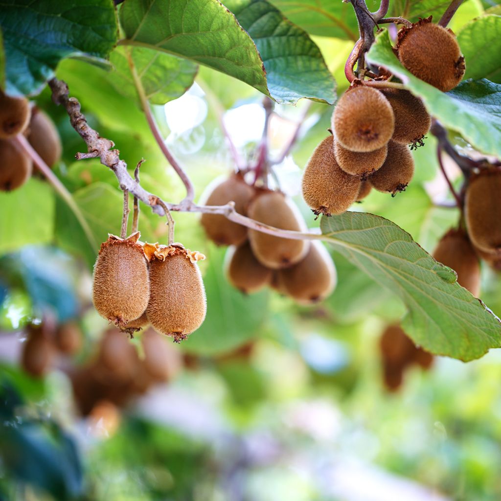 Kiwi Actinidia chinensis