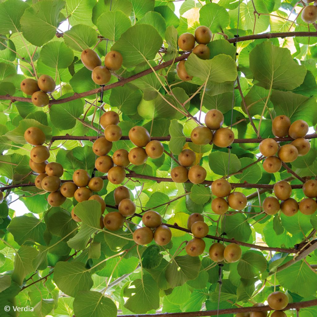 Kiwi Actinidia deliciosa kiw'Happy (feminna)