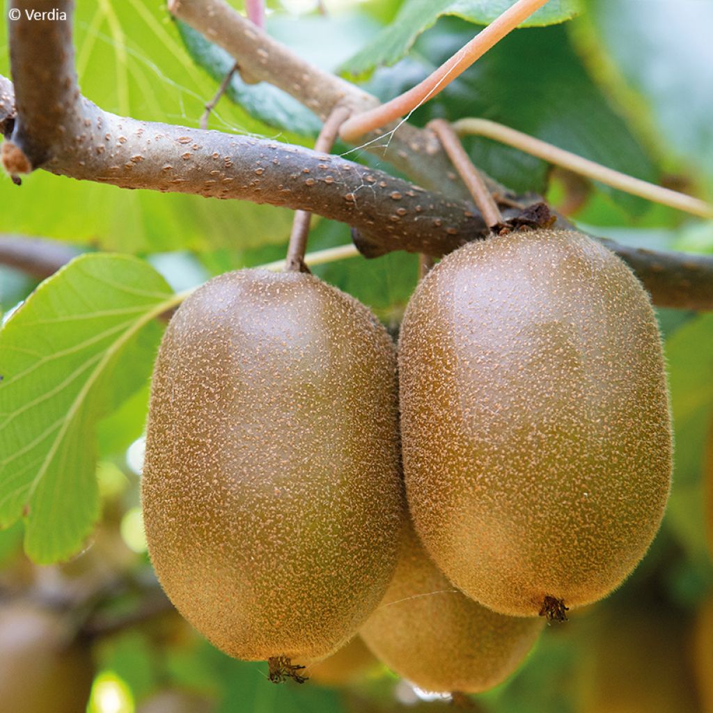 Kiwi Actinidia deliciosa kiw'Happy (feminna)