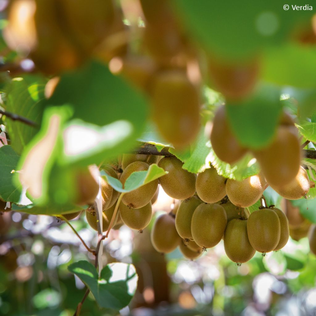 Kiwi Actinidia deliciosa kiw'Happy (feminna)