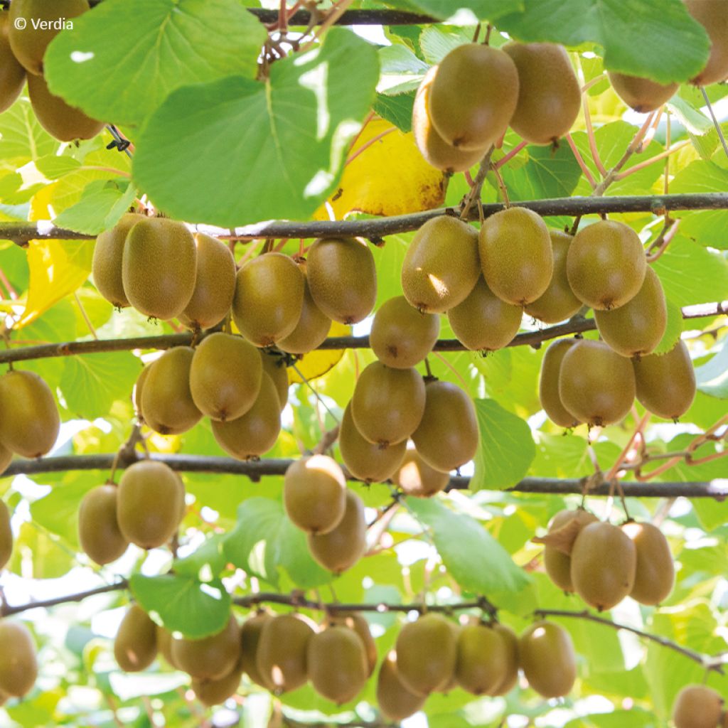 Kiwi Actinidia deliciosa kiw'Happy (feminna)