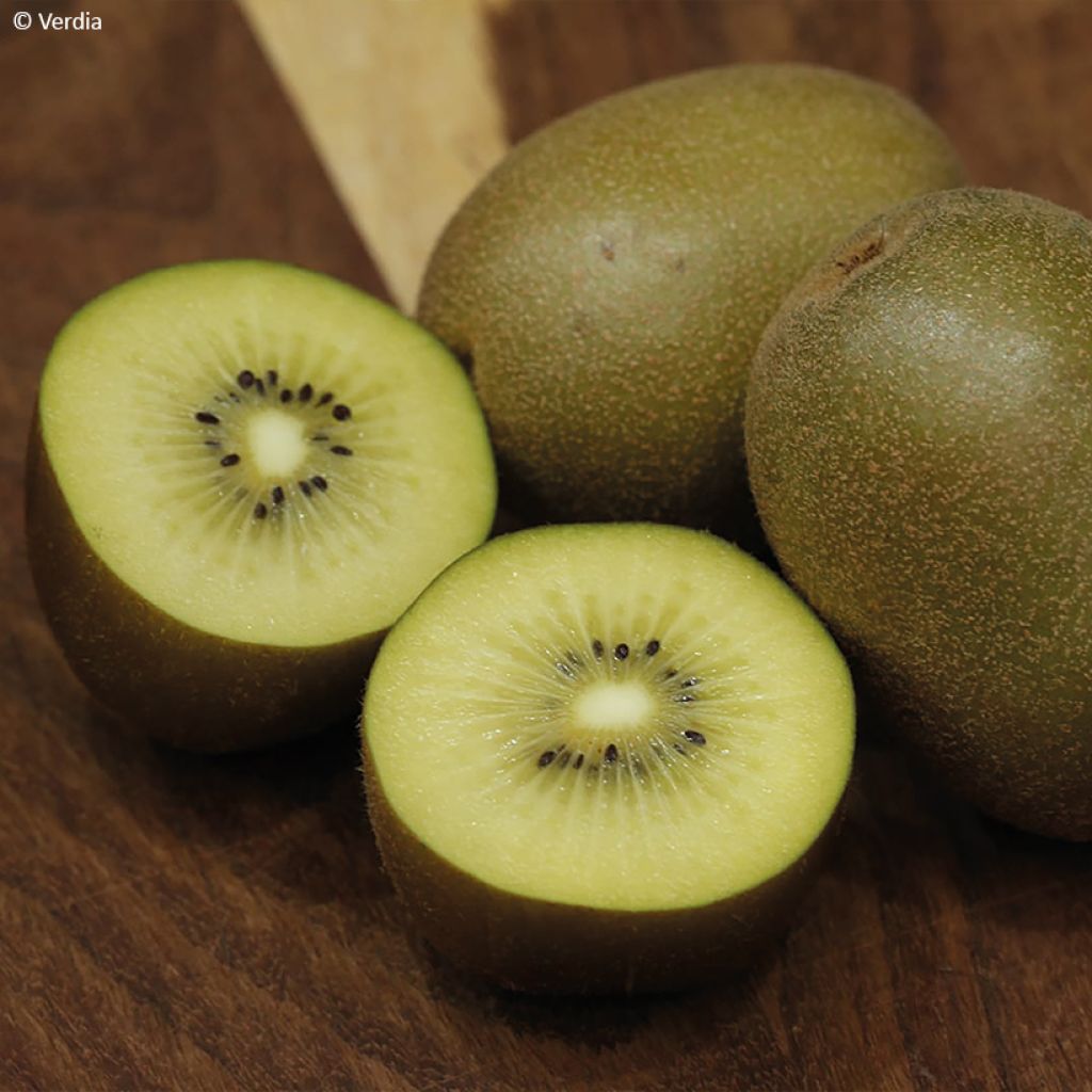 Kiwi Actinidia deliciosa kiw'Happy (feminna)