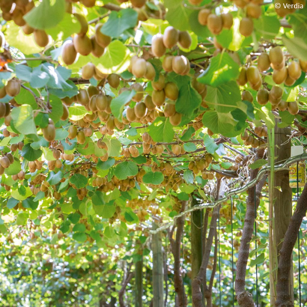 Kiwi Actinidia deliciosa kiw'Happy (feminna)