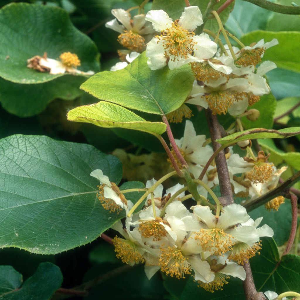 Kiwi Actinidia deliciosa kiw'Happy (maschio)