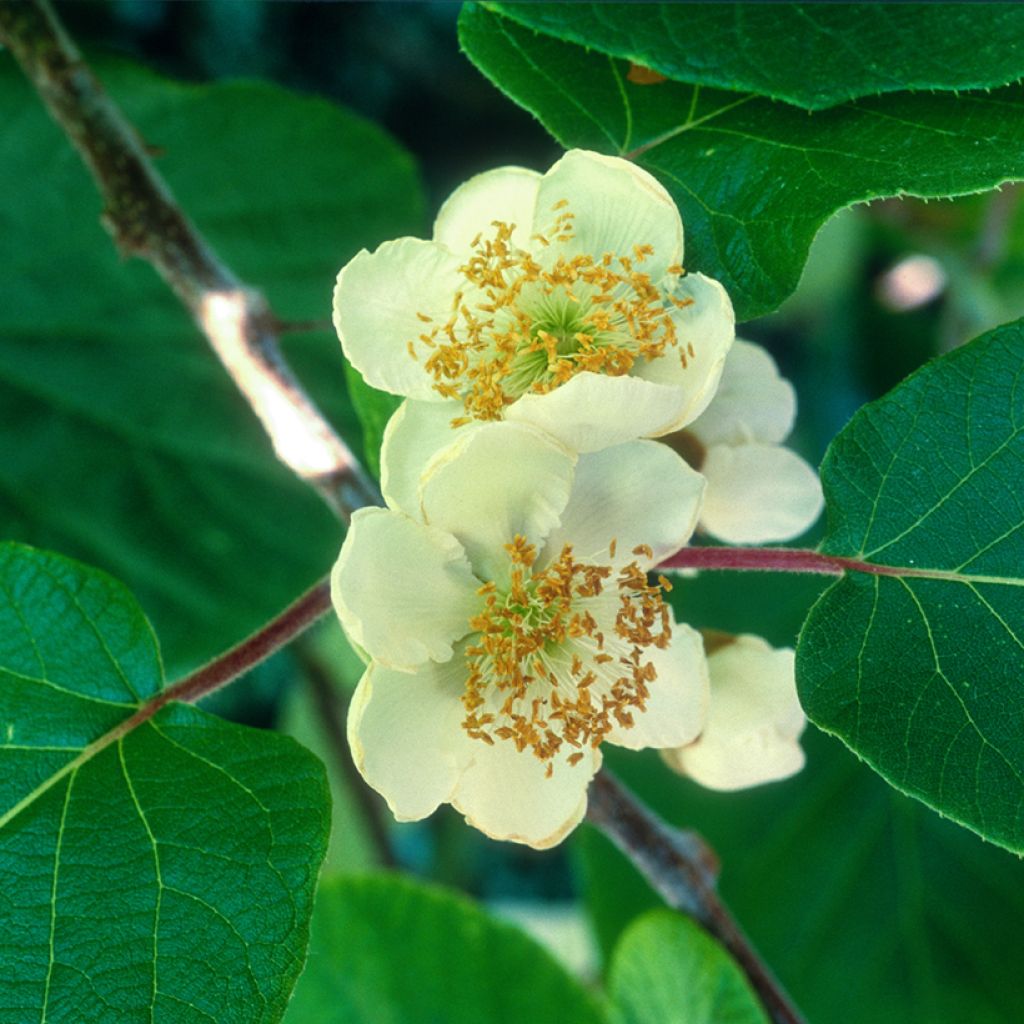 Kiwi Actinidia deliciosa kiw'Happy (maschio)