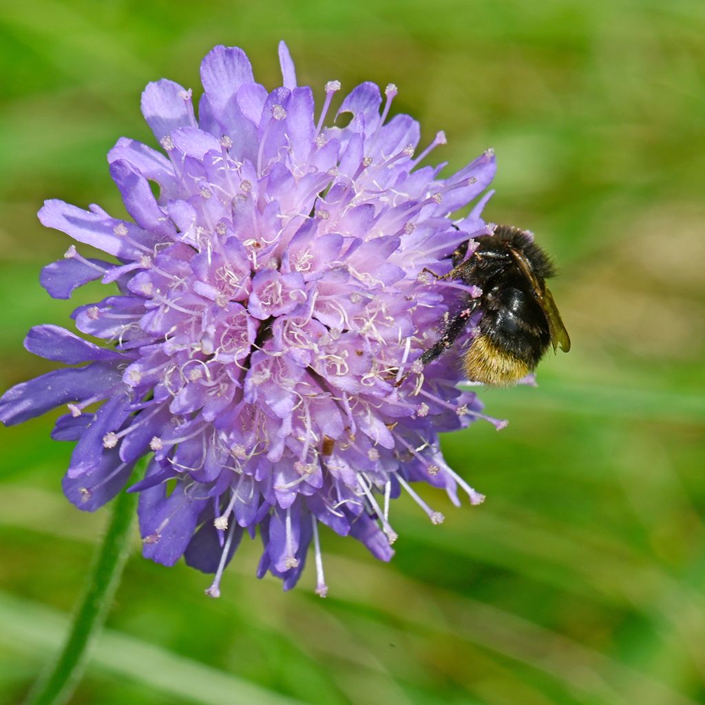 Knautia arvensis - Ambretta comune