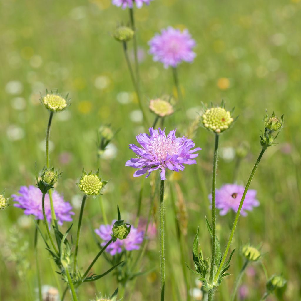 Knautia arvensis - Ambretta comune