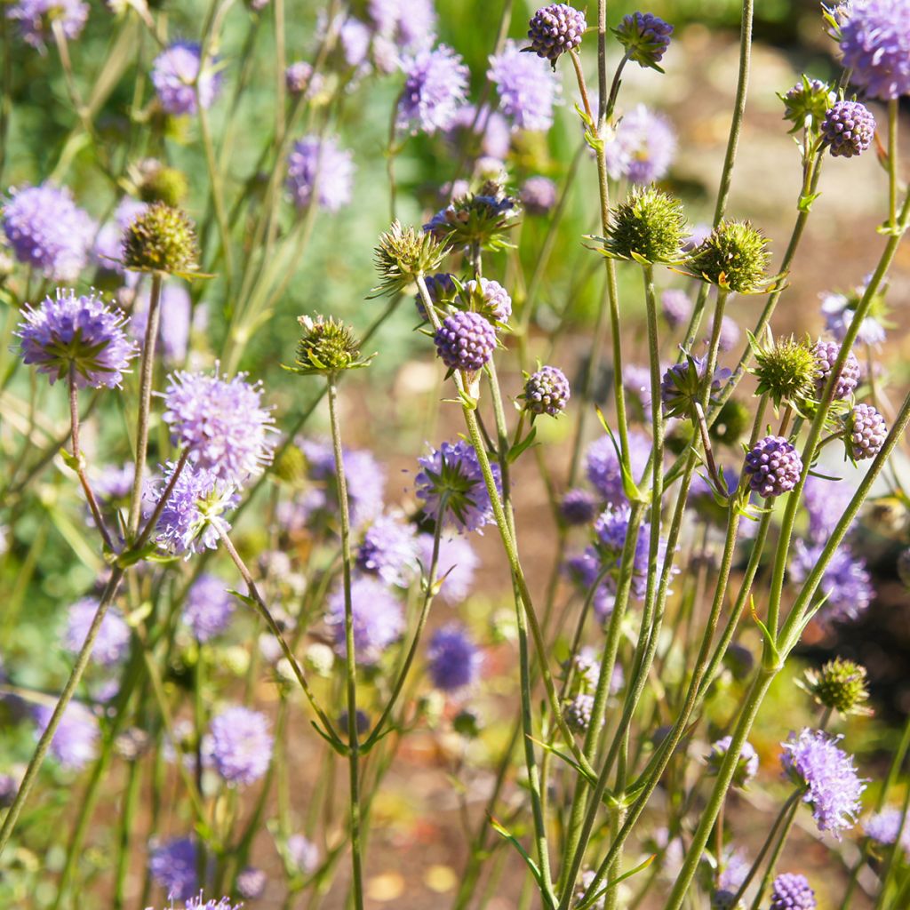 Knautia arvensis - Ambretta comune