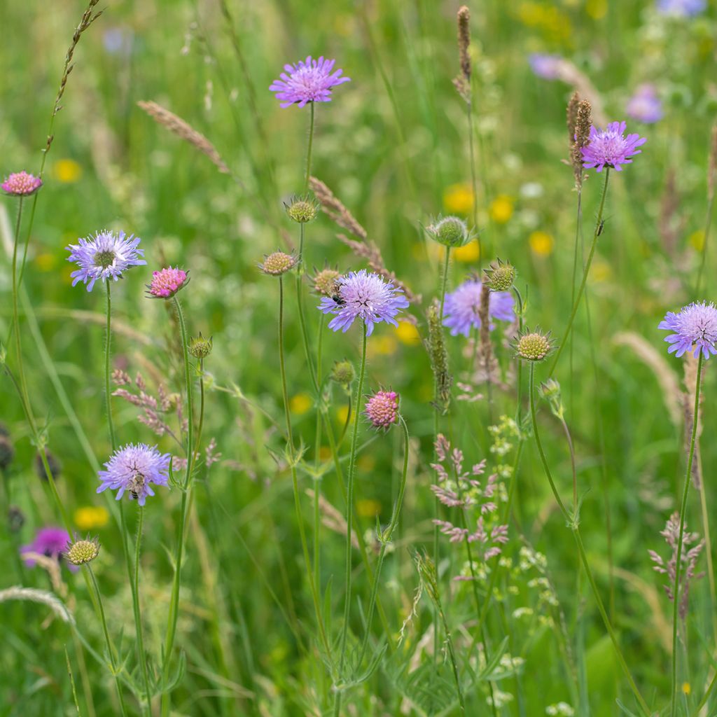 Knautia arvensis - Ambretta comune