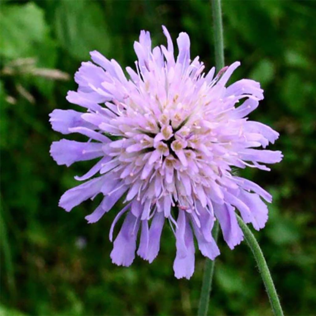 Knautia longifolia