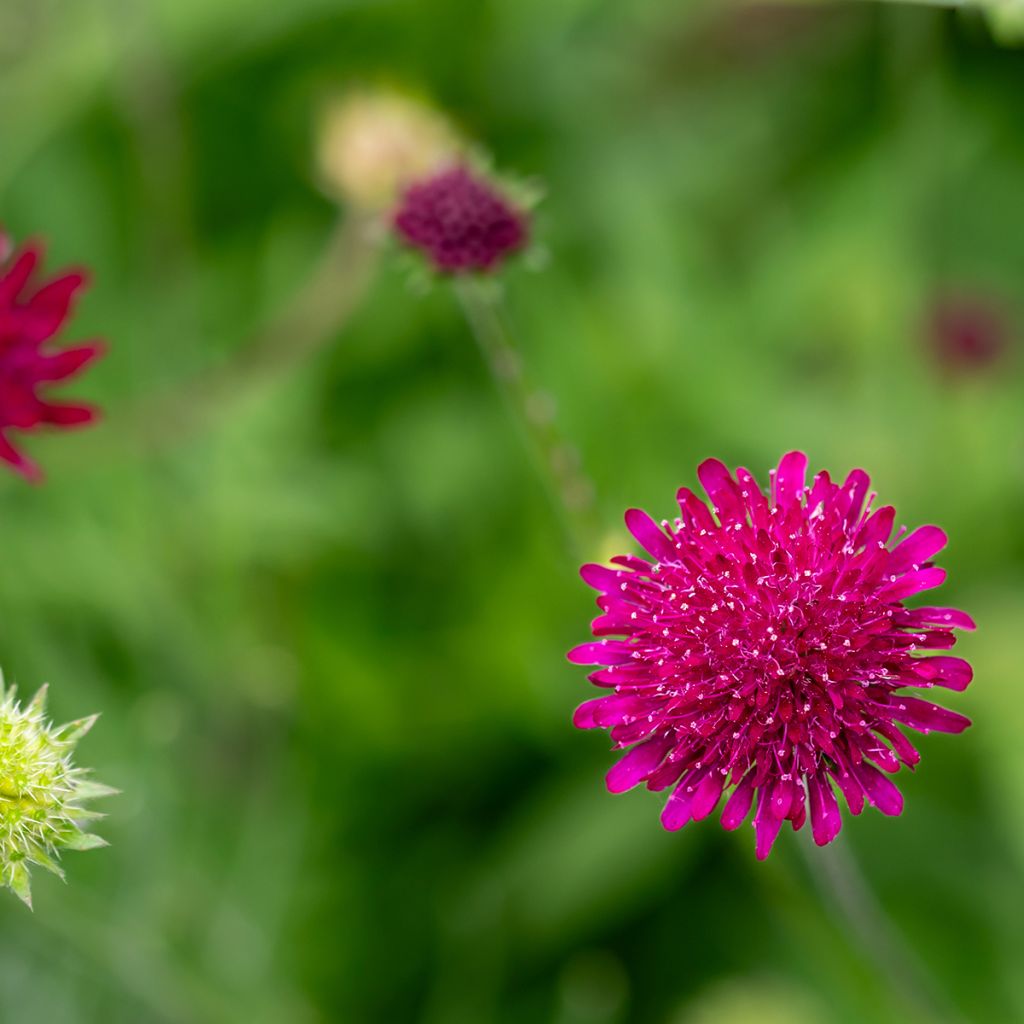 Knautia macedonica Mars Midget