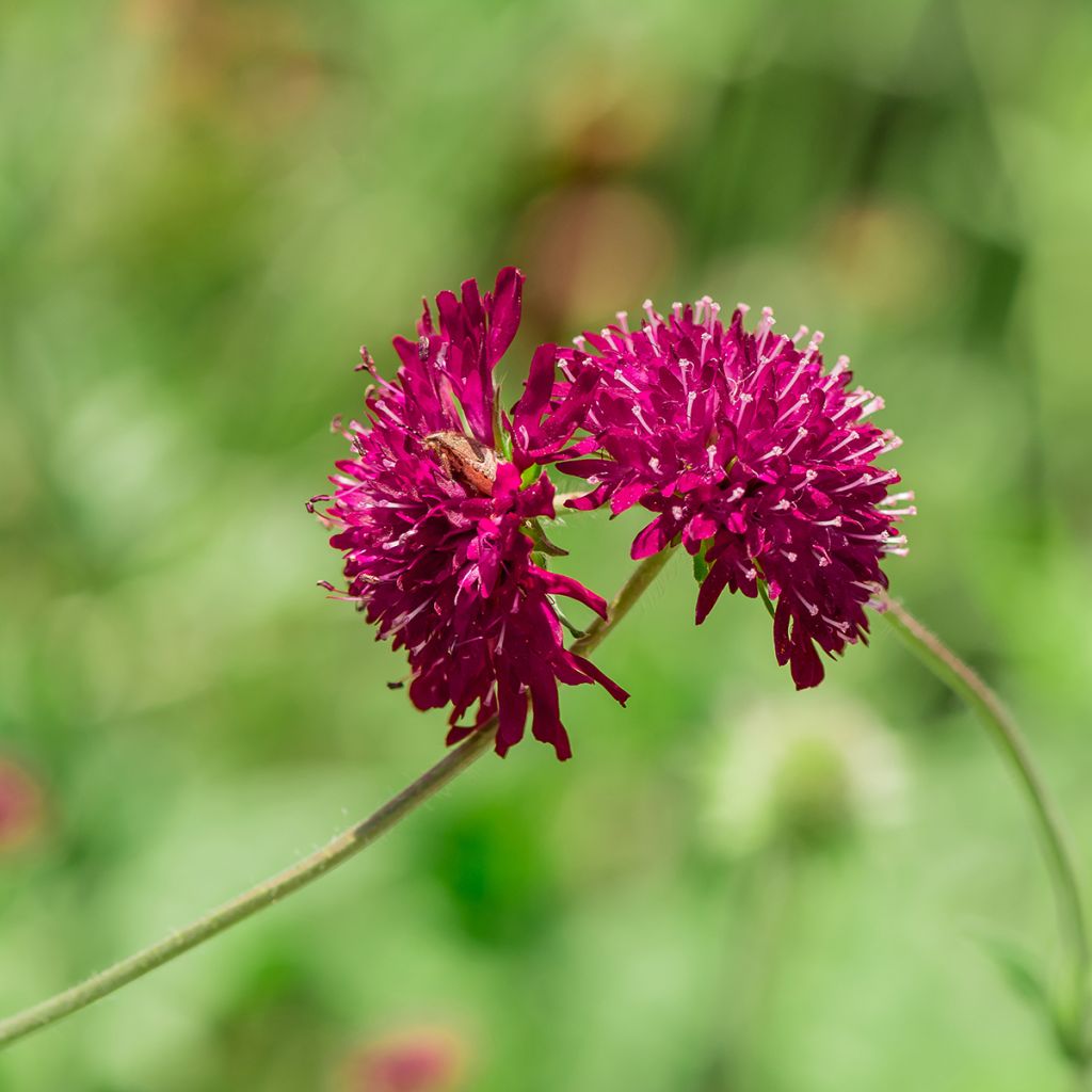 Knautia macedonica