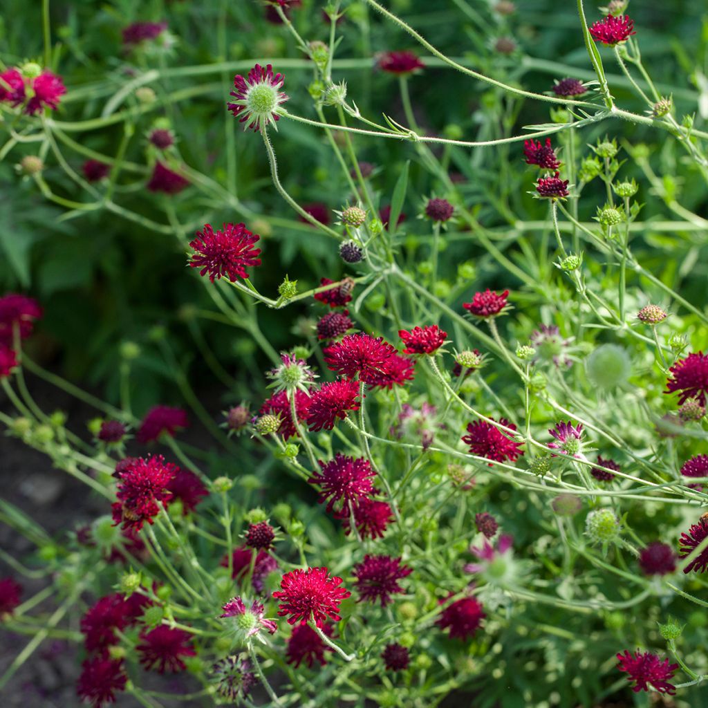 Knautia macedonica