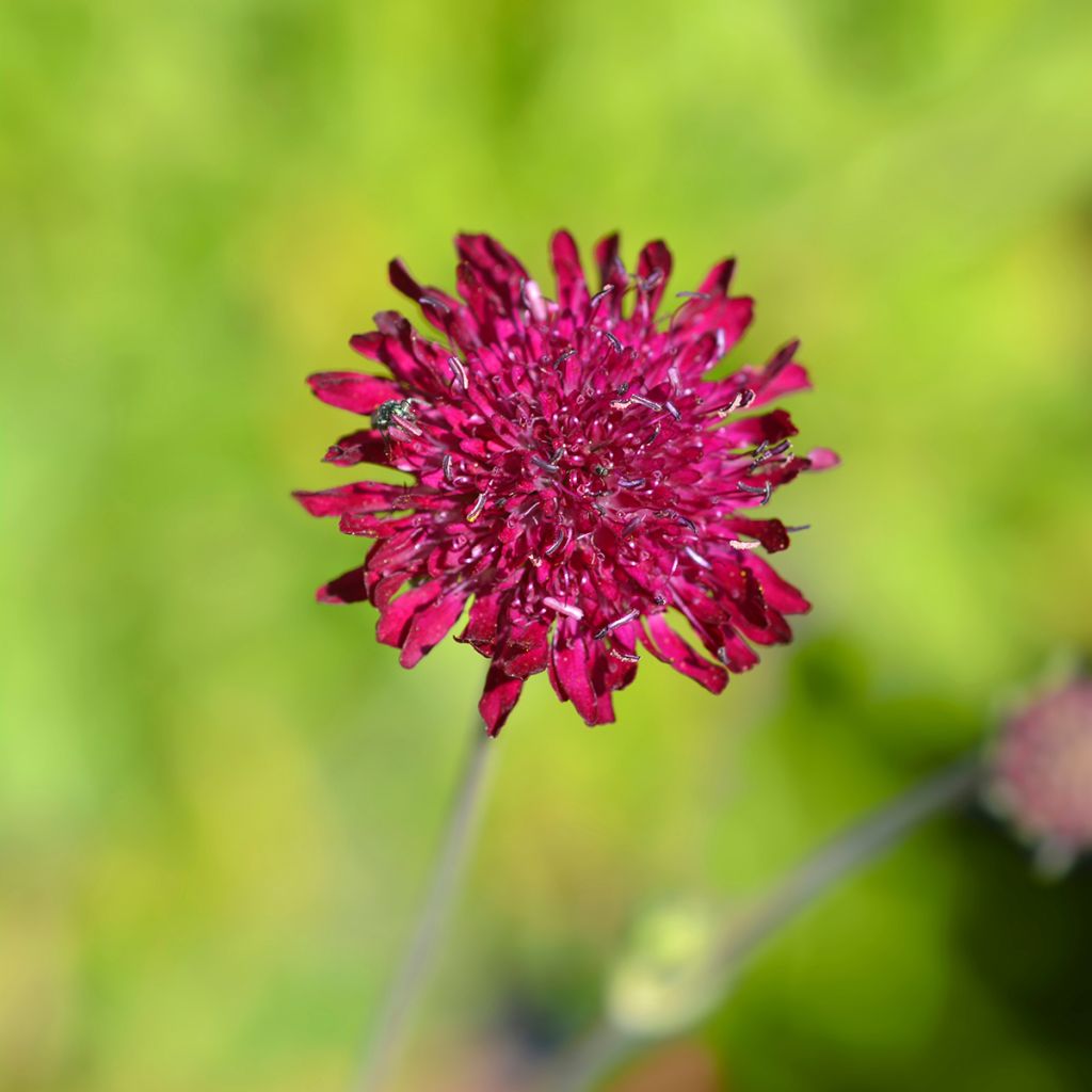 Knautia macedonica