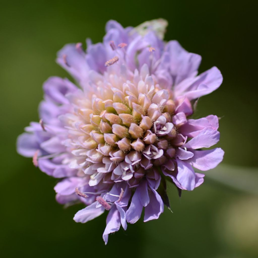 Knautia arvensis - Scabieuse des Champs