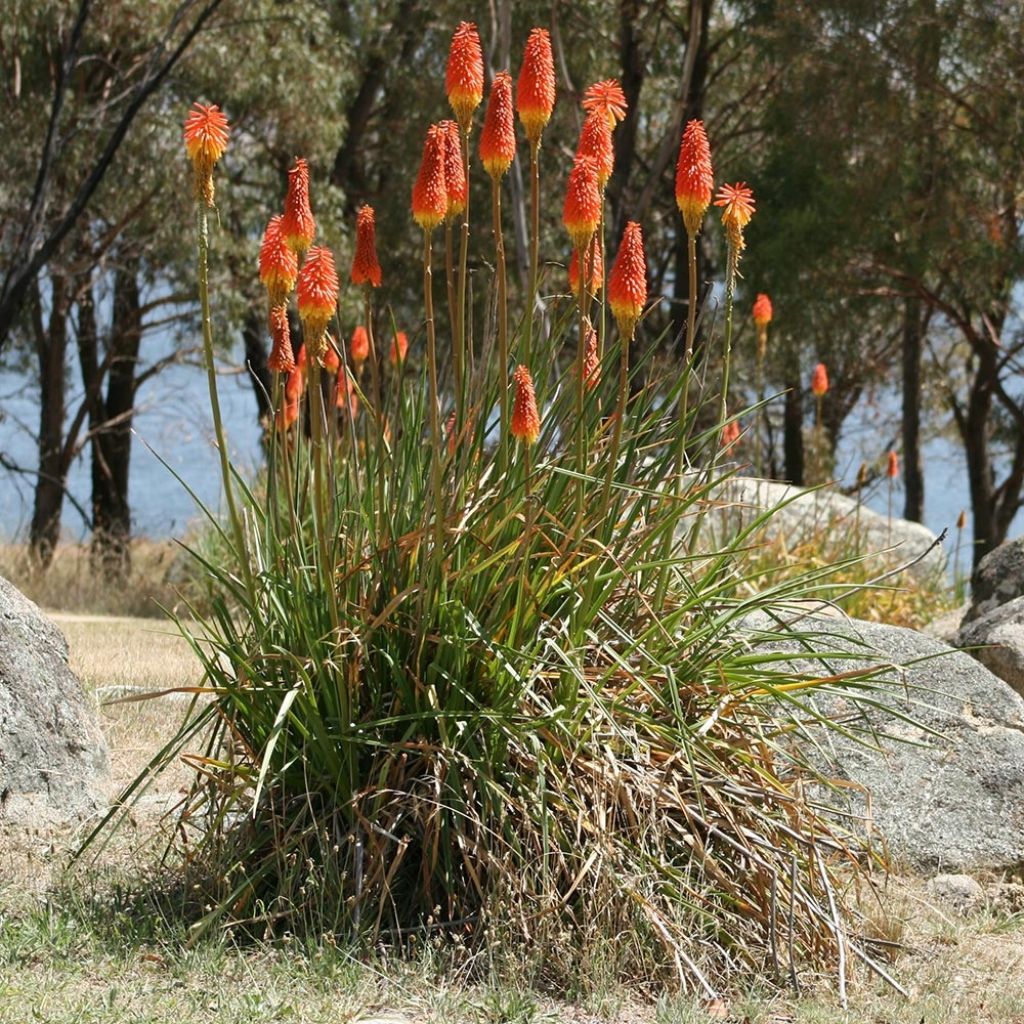 Kniphofia Alcazar - Tritoma Alcazar