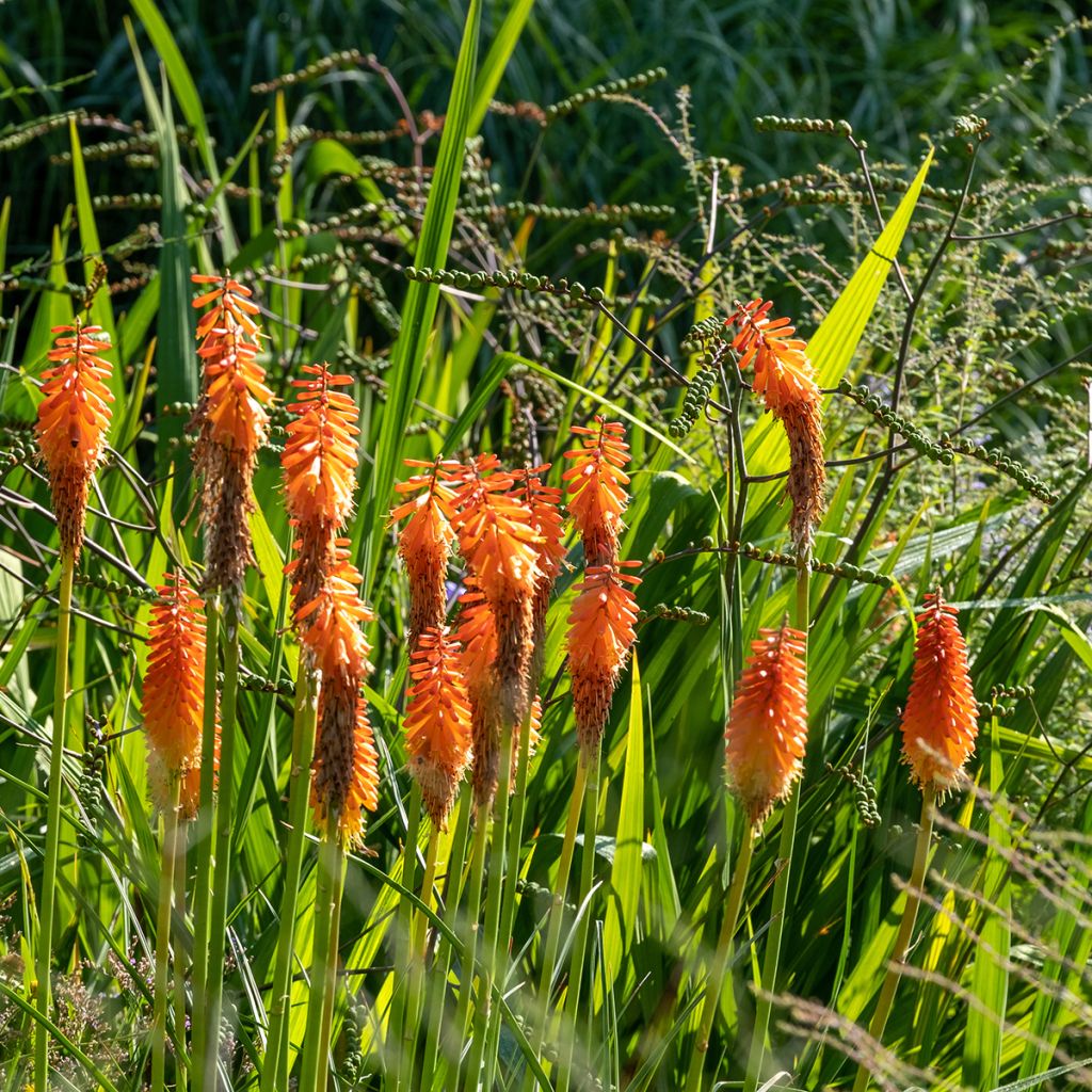 Kniphofia Alcazar - Giglio della torcia