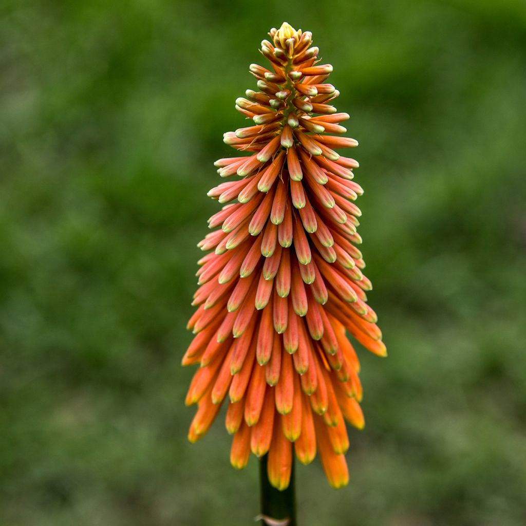 Kniphofia Alcazar - Giglio della torcia