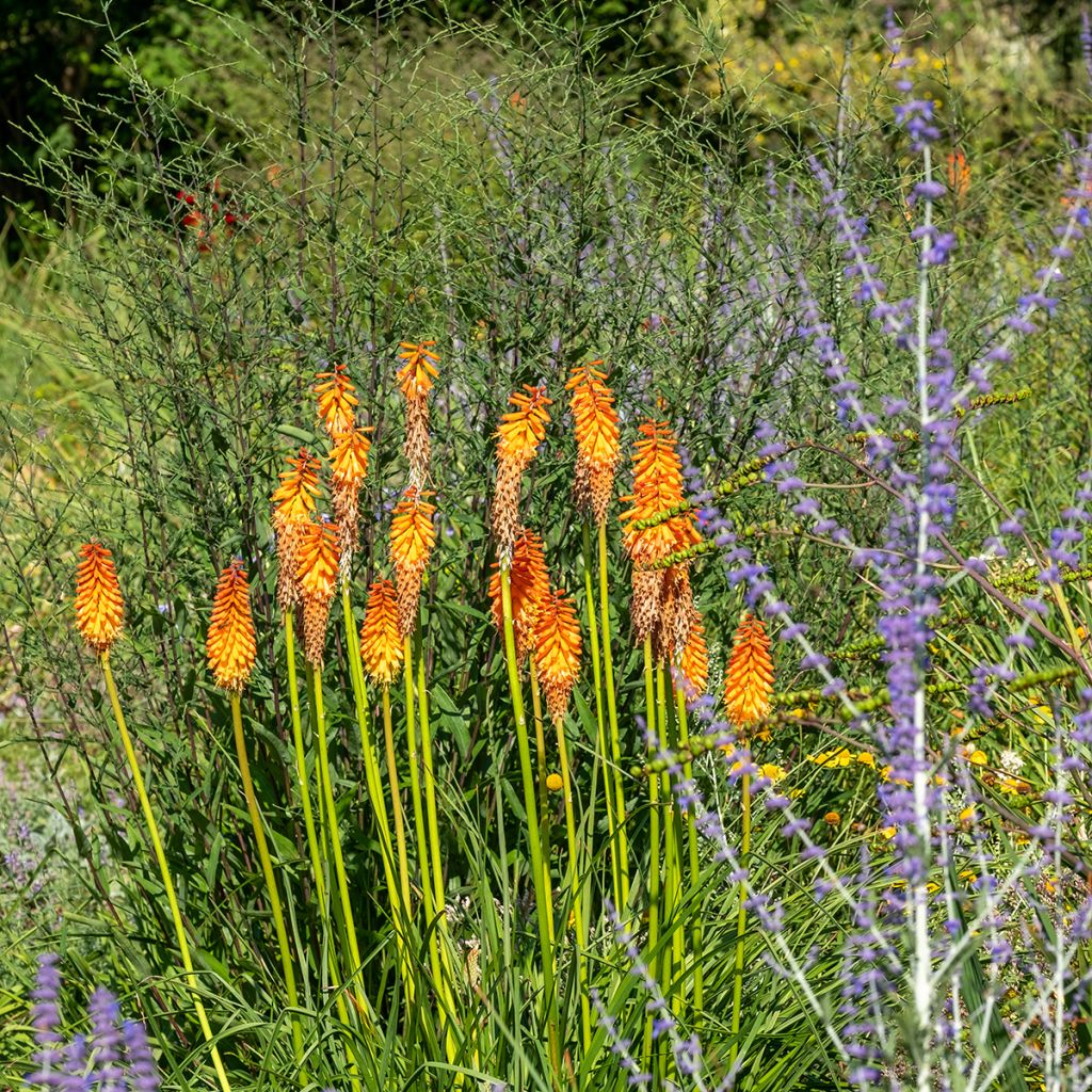 Kniphofia Alcazar - Giglio della torcia