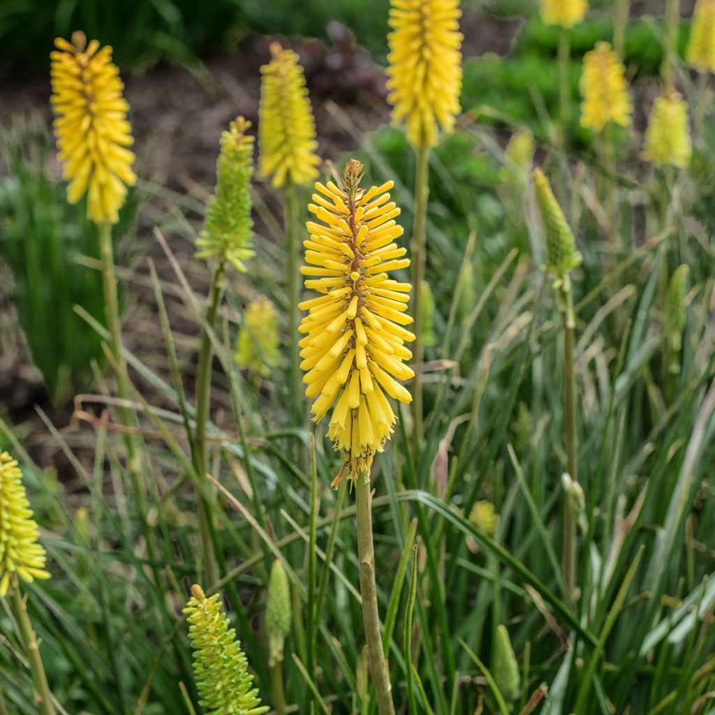 Kniphofia Bees Lemon - Giglio della torcia