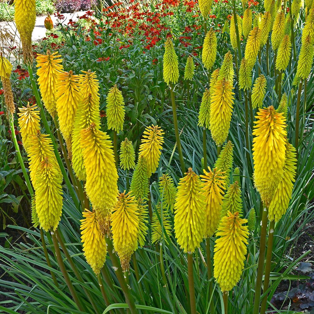 Kniphofia Bees Lemon - Giglio della torcia