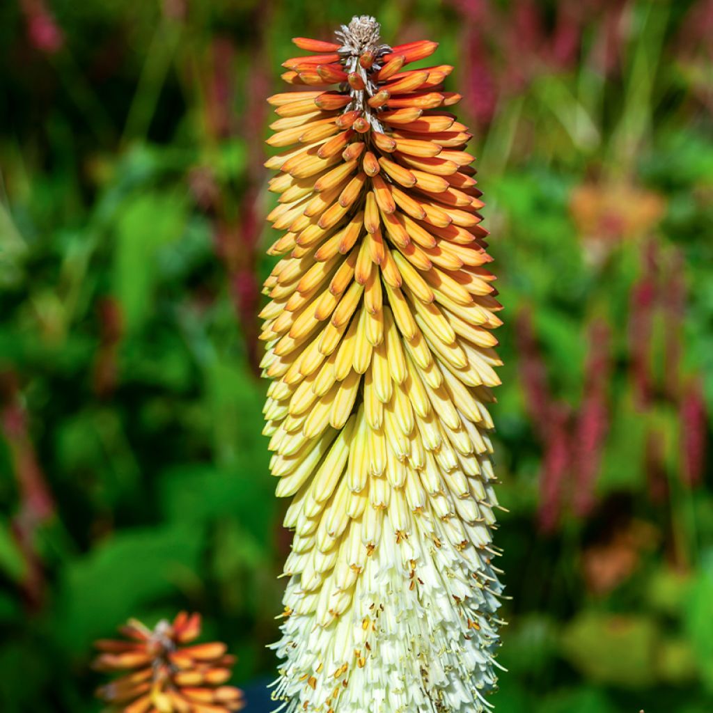 Kniphofia Cobra - Giglio della torcia