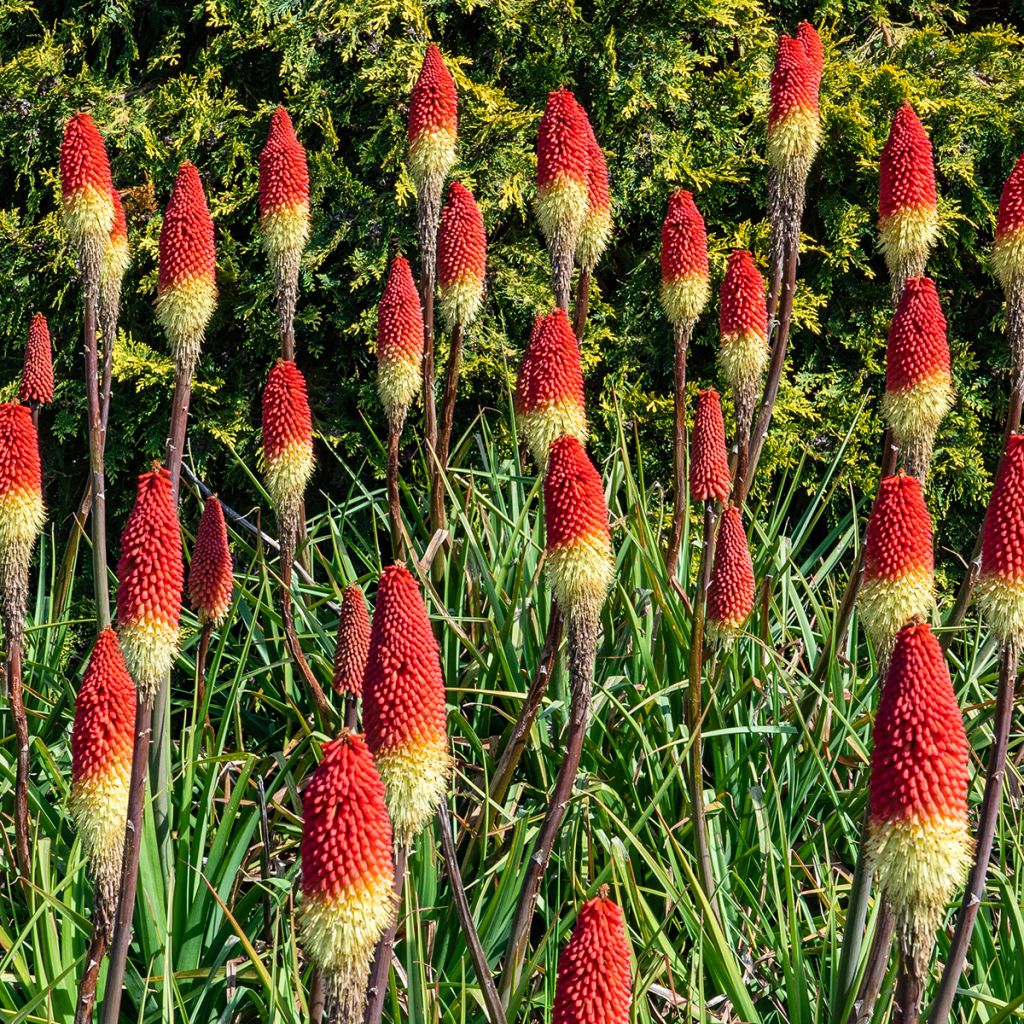 Kniphofia Flamenco - Giglio della torcia