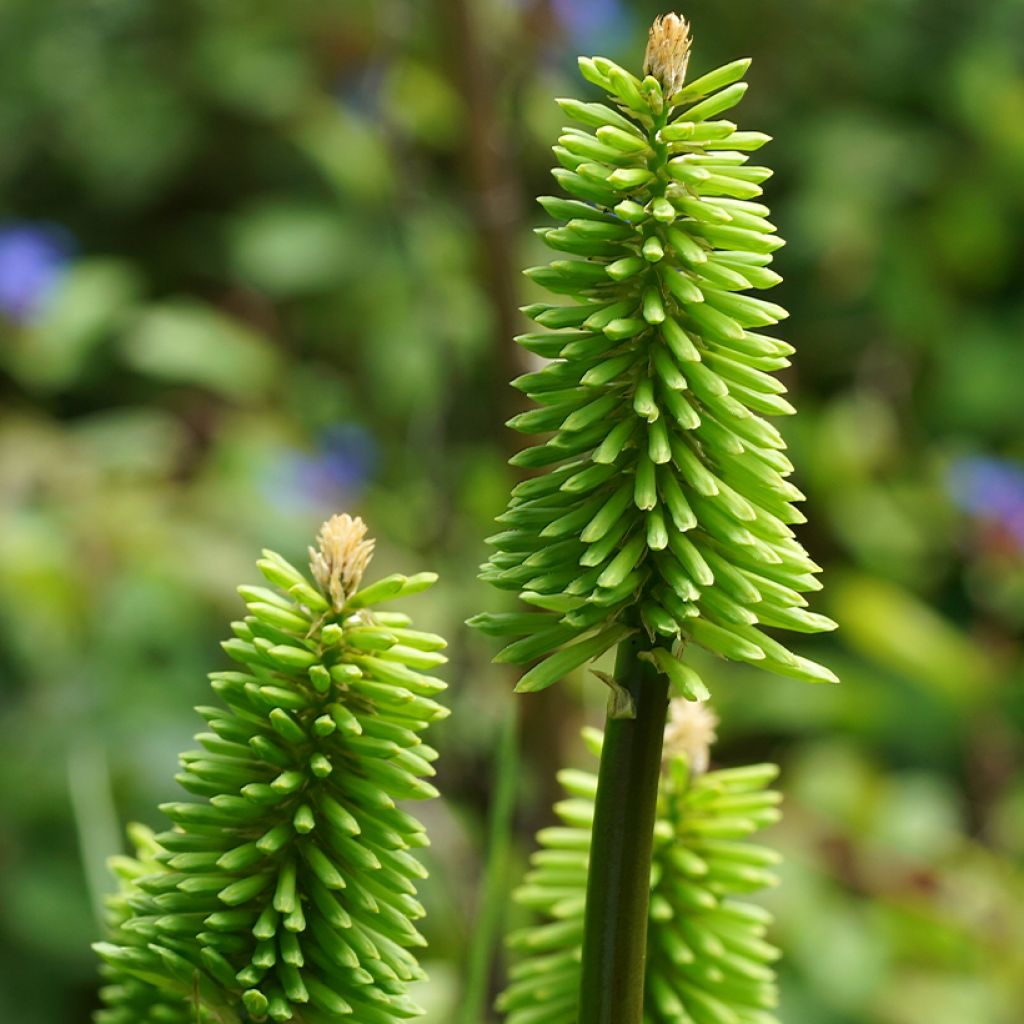 Kniphofia Green Jade - Giglio della torcia