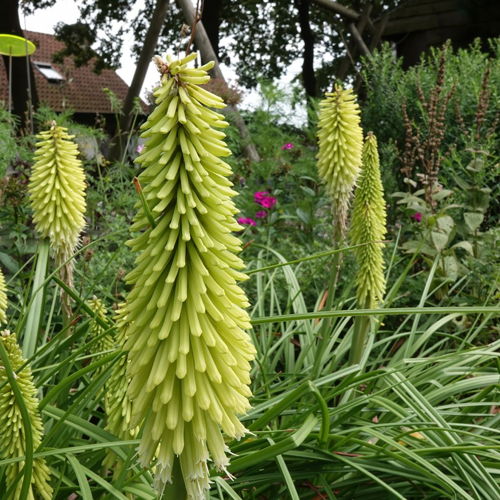 Kniphofia Green Jade - Giglio della torcia