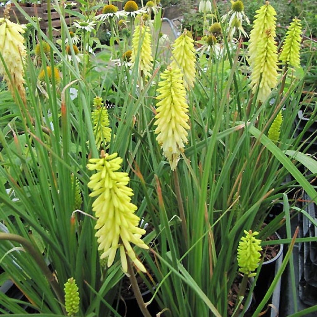 Kniphofia Little Maid - Giglio della torcia